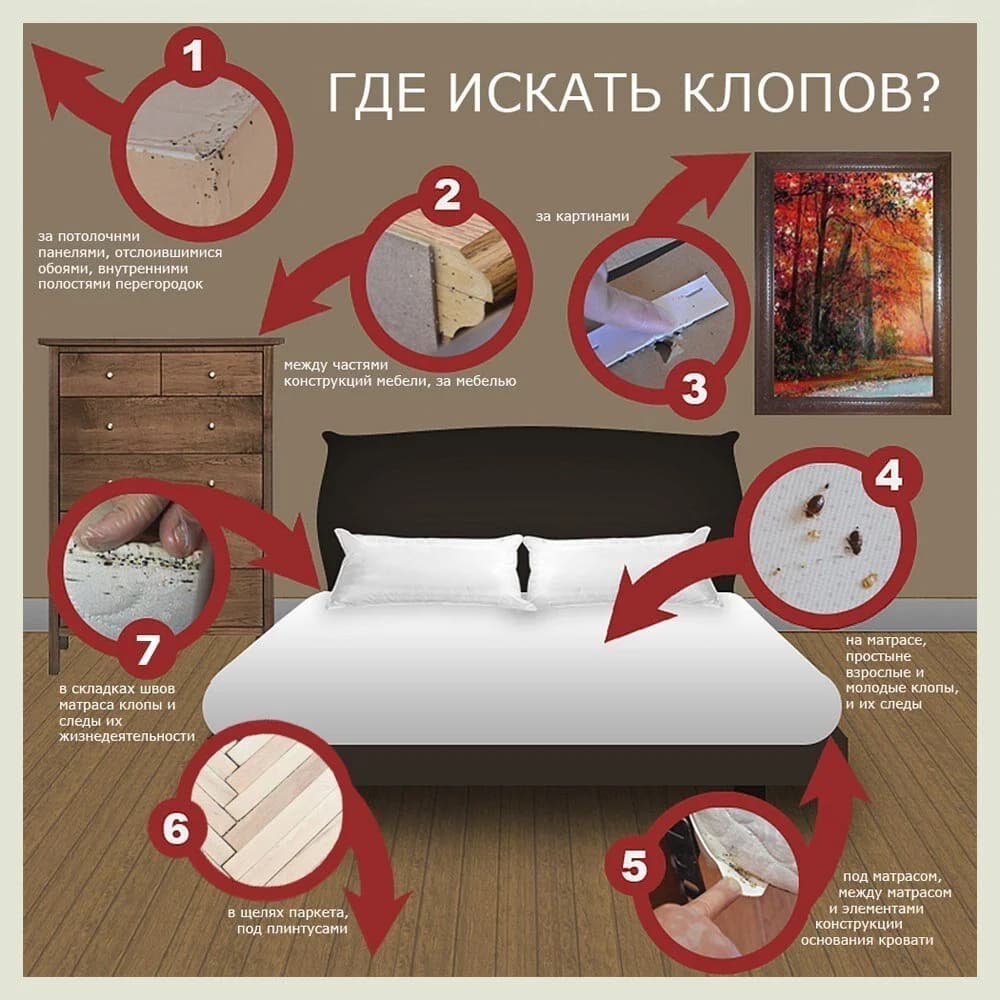Экспертный аудит очагов заражения Cimex lectularius (постельные клопы) от Citydez: профессиональный поиск мест обитания насекомых перед обработкой.
